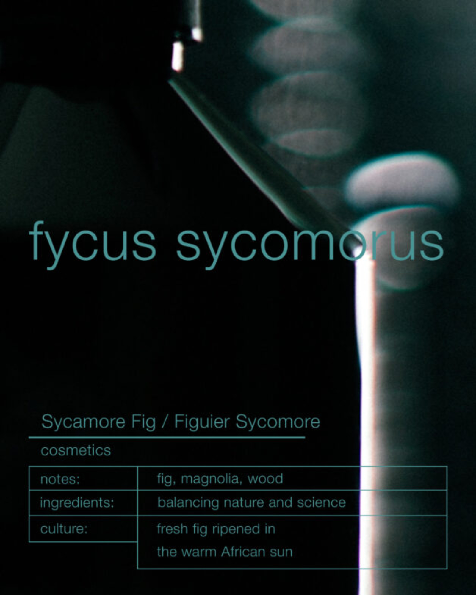 Spray FYCUS SYCOMORUS
