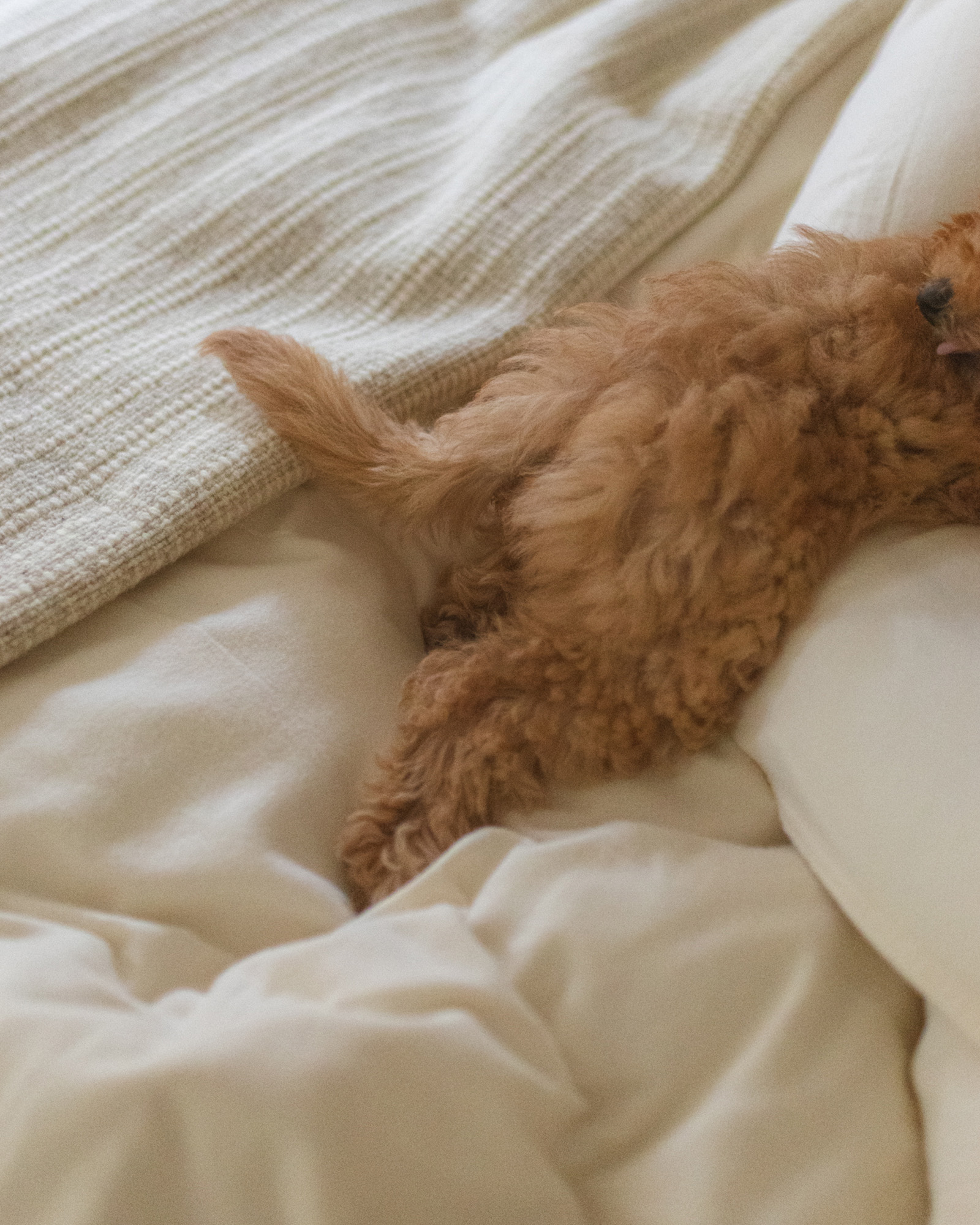 Parure de lit SAAS FEE Ivory