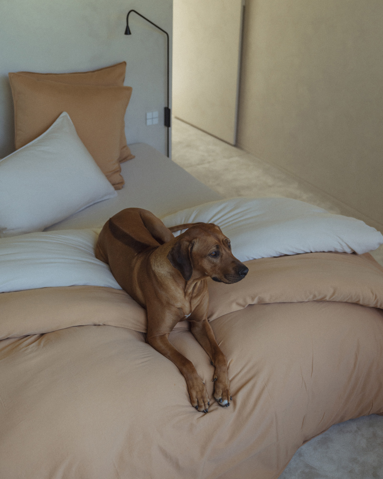 Parure de lit SUPERSOFT SATEEN Teddy