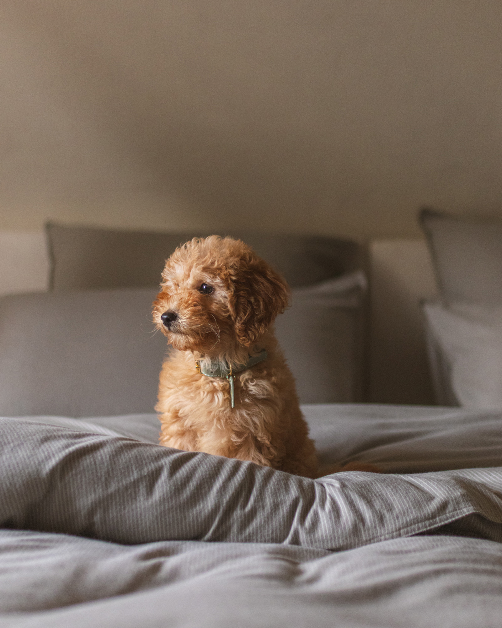 Dekbedset ZERMATT STRIPE FLANEL